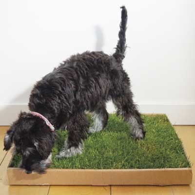 Why Piddle Patch is better than puppy pads for the environment