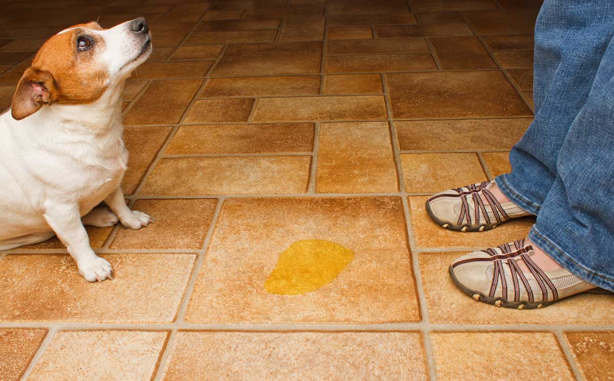 Does your dog pee somewhere they shouldn't?