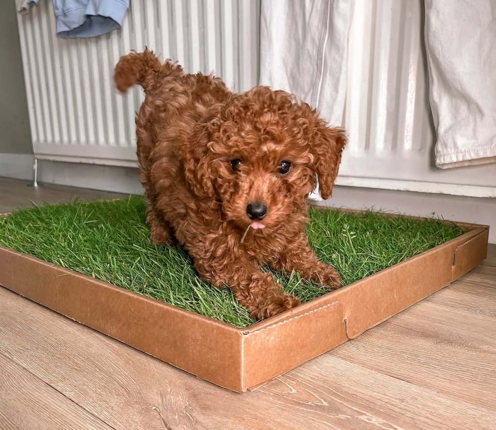 Soil-Free, Real Grass Dog Toilet - As Seen on Dragons' Den